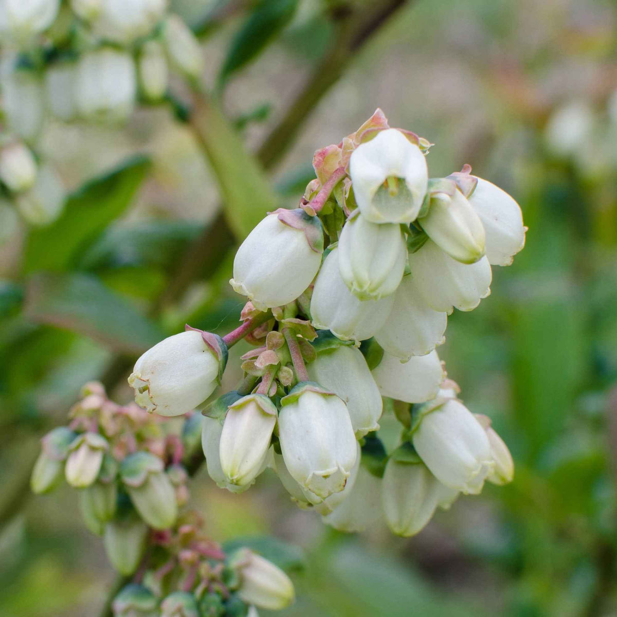 Blauwe bes 'Brigitta Blue' - Vaccinium corymbosum Brigitta Blue - Bakker