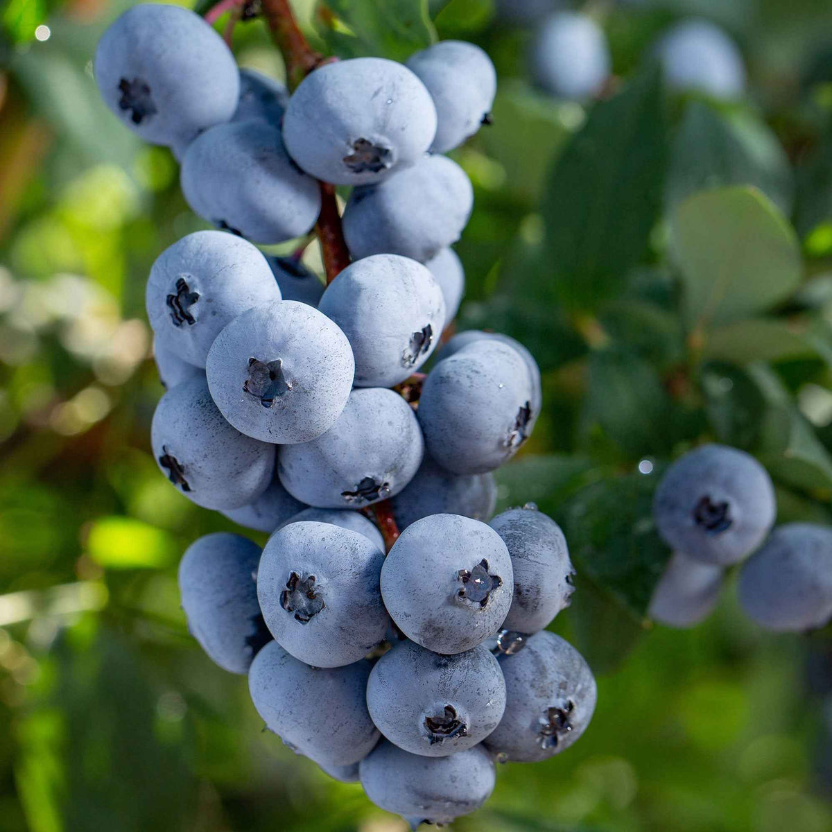 Blauwe bes 'Brigitta Blue' - Bakker