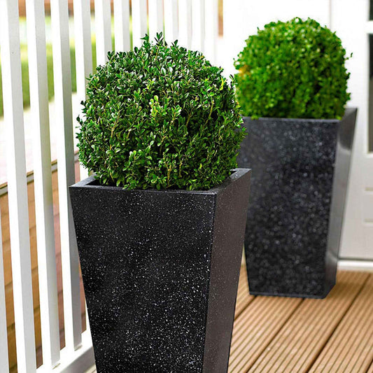 Buxus bolvorm - Bakker