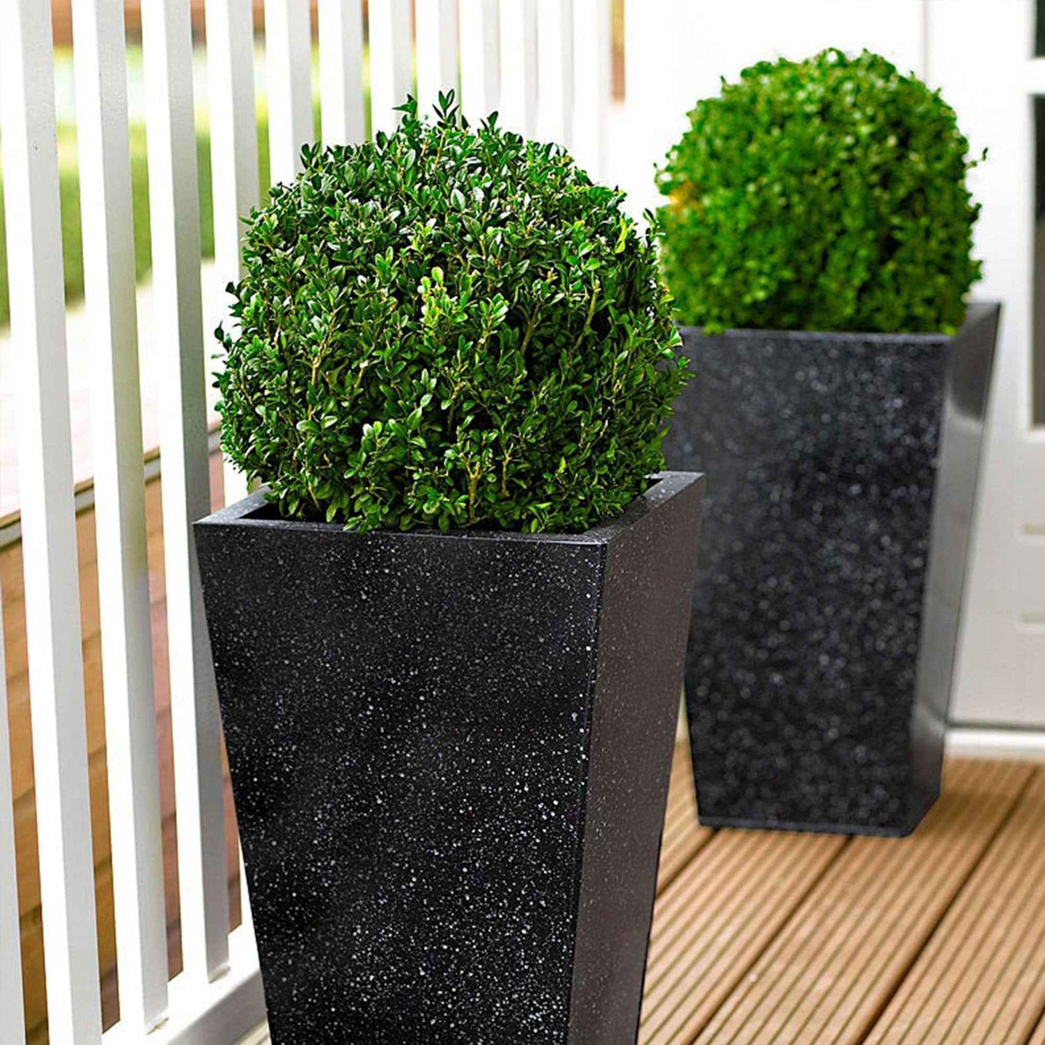 Buxus