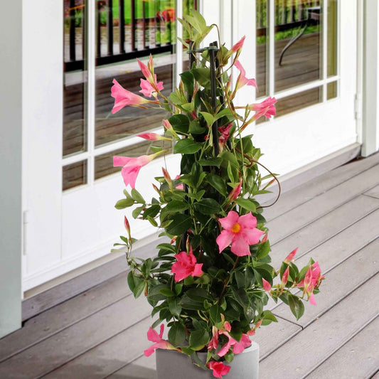 Chileense jasmijn roze - Mandevilla - Terras- en balkonplanten