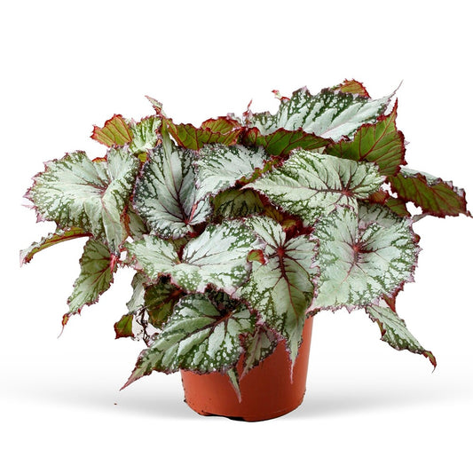 Bladbegonia 'Asian Tundra' - Bakker