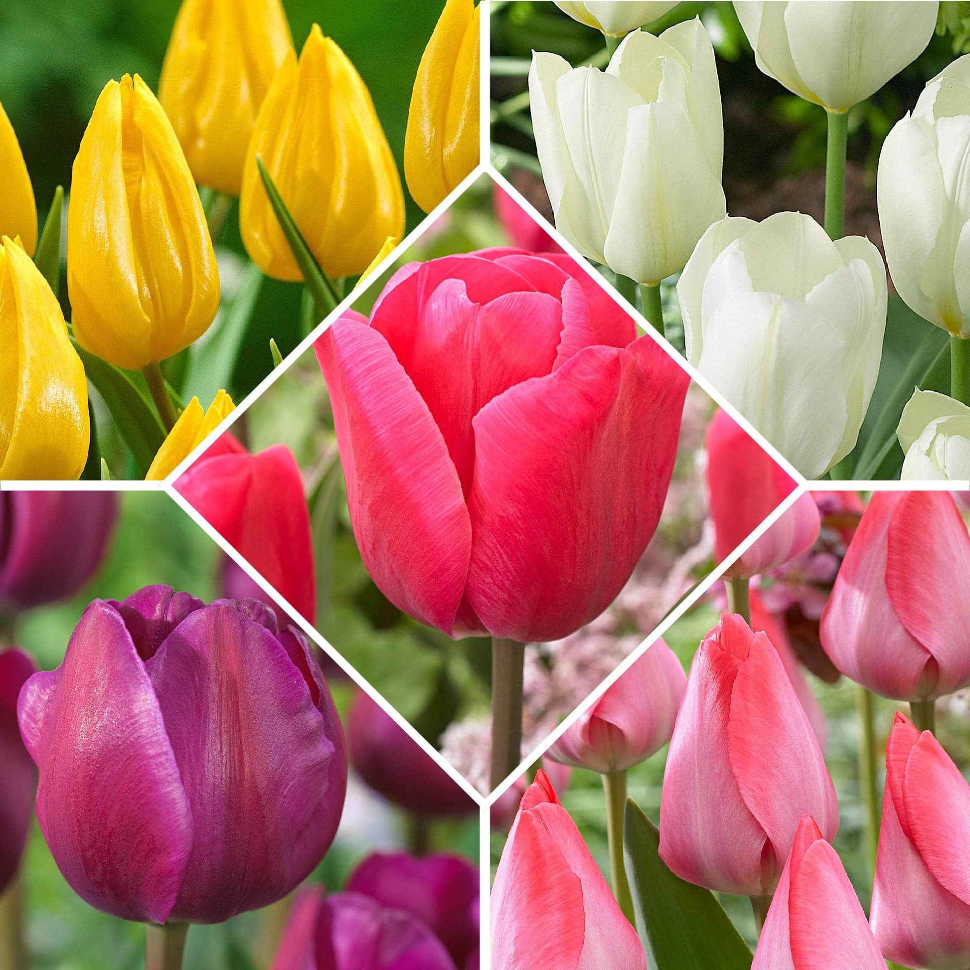 Tulpen - Mix 'Happy Garden' (x50) - Tulipa 'happy garden'