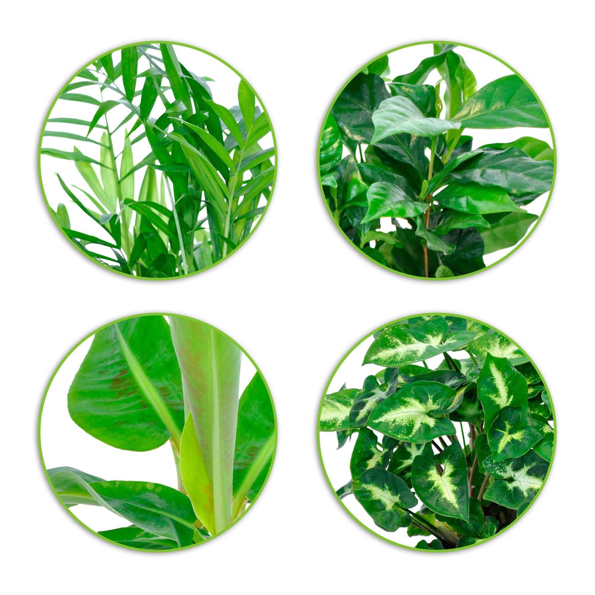 Tropische kamerplanten Mix (x4) - Chamaedorea elegans, Arum syngonium, Musa, Coffea arabica - Kamerplanten sets