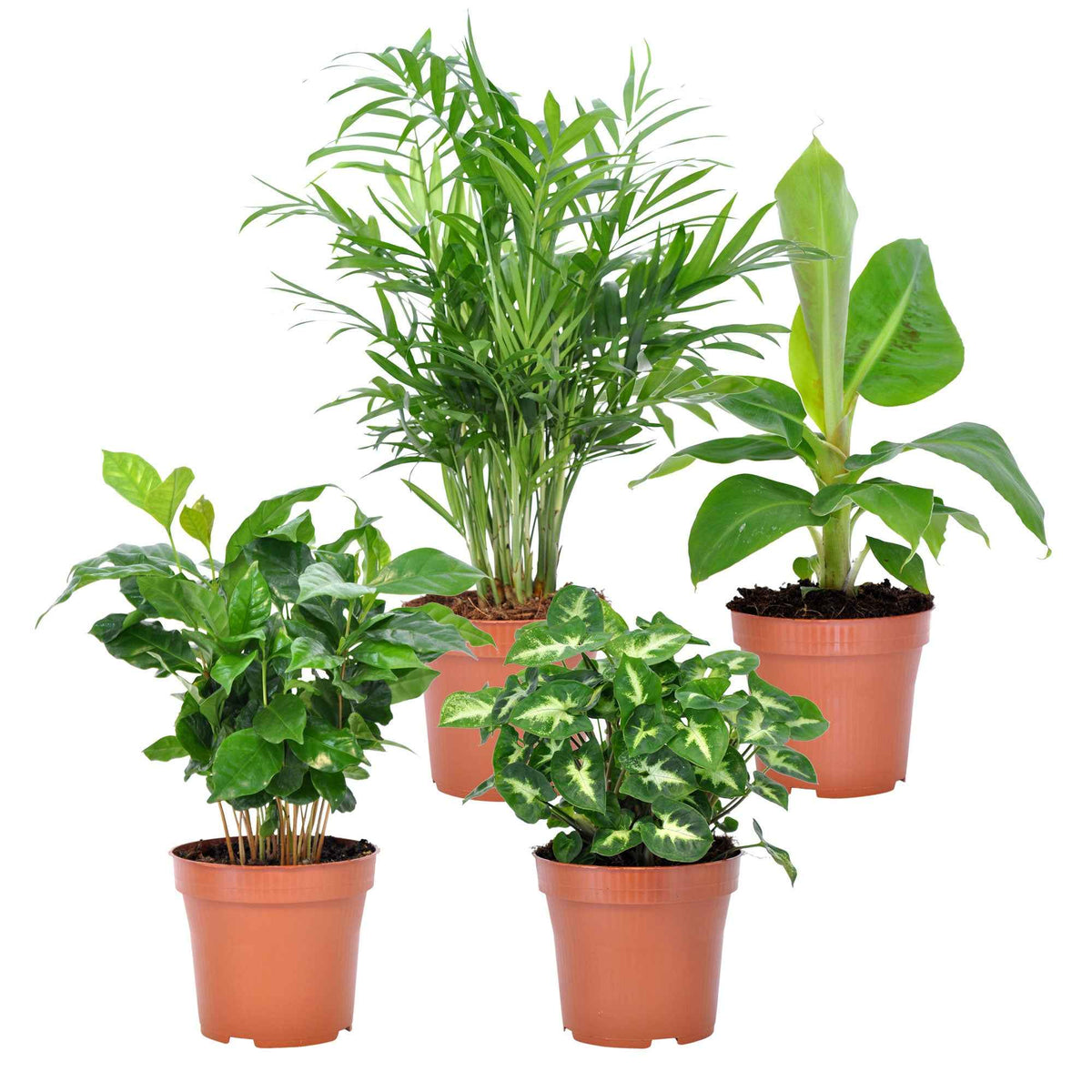 Tropische kamerplanten Mix (x4) - Bakker