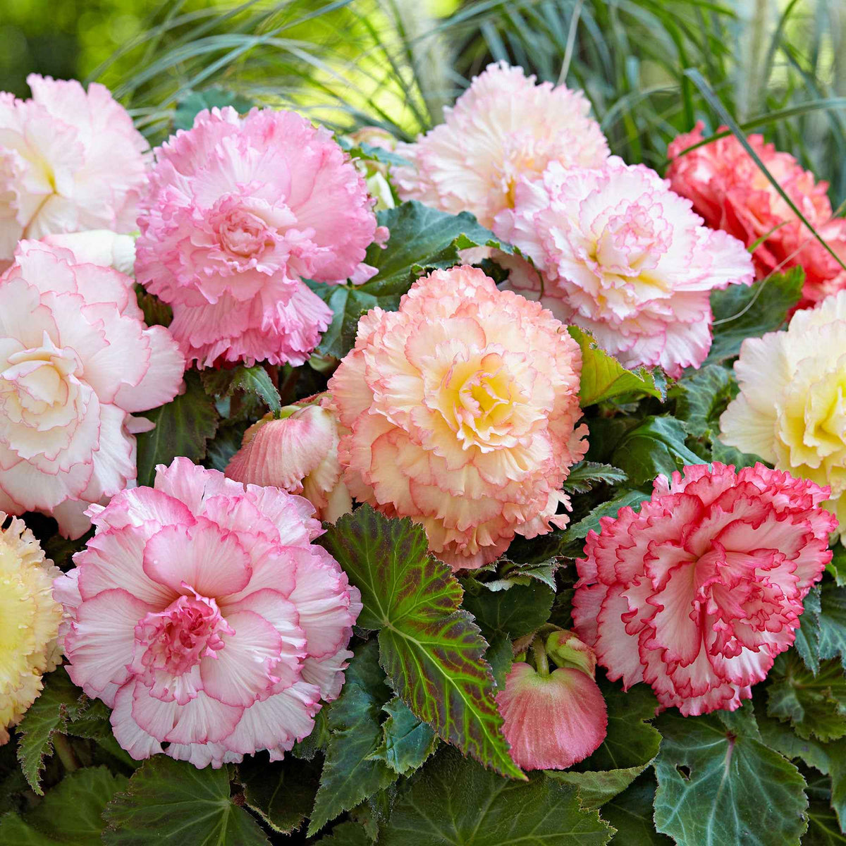 Begonia - Mix 'Samba' (x5) - Bakker