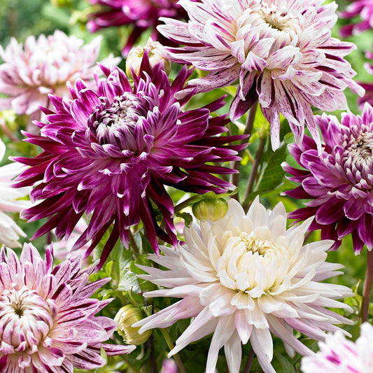 Dahlia 'Avignon' + 'Vancouver' (x3) - Bakker