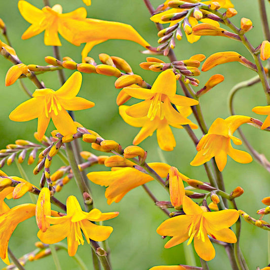 Crocosmia 'Sunglow' (x20) - Bakker