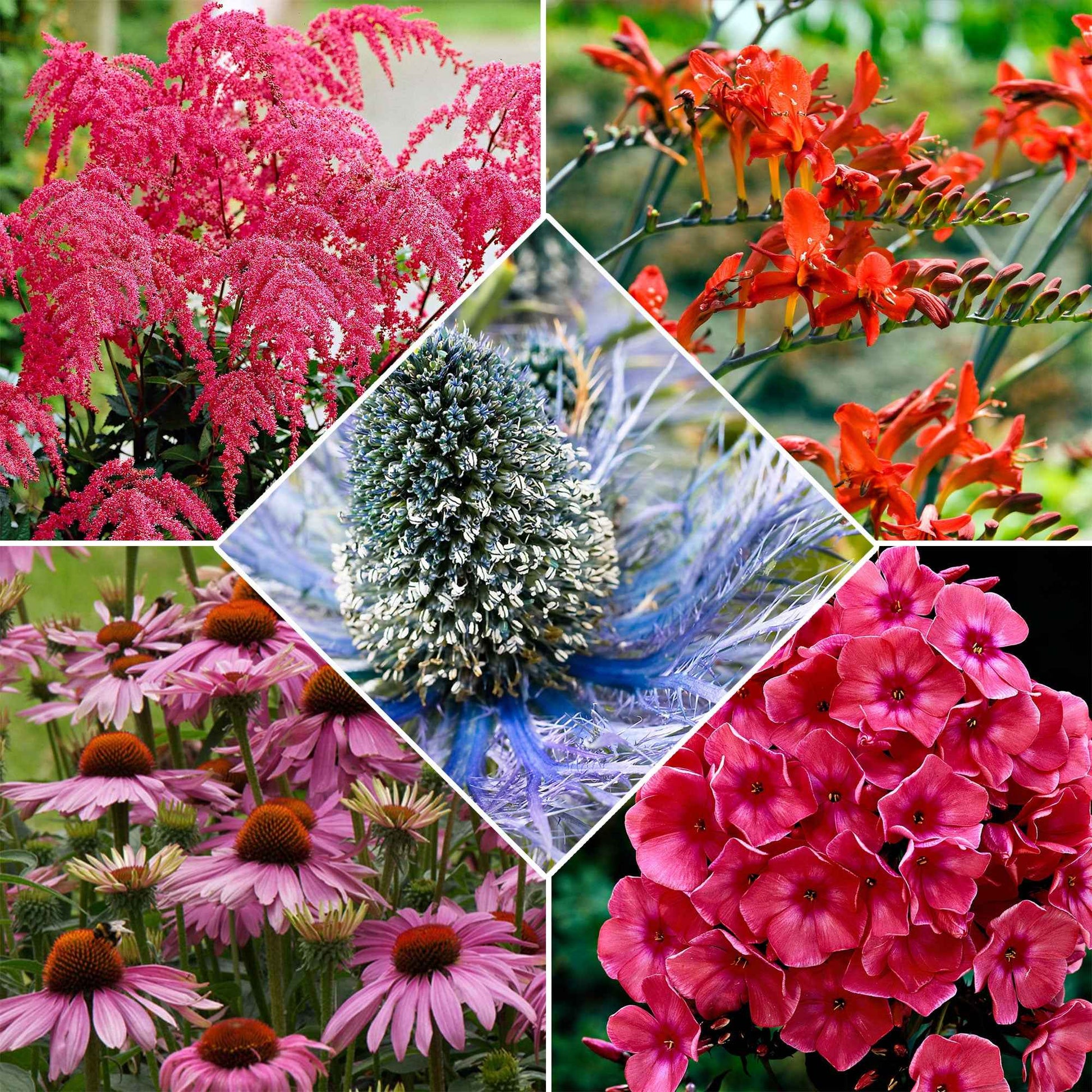 Vaste planten - Mix 'Bees and Butterflies' (x14) - Echinacea purpurea, eryngium alpinum, crocosmia, astilbe, phlox