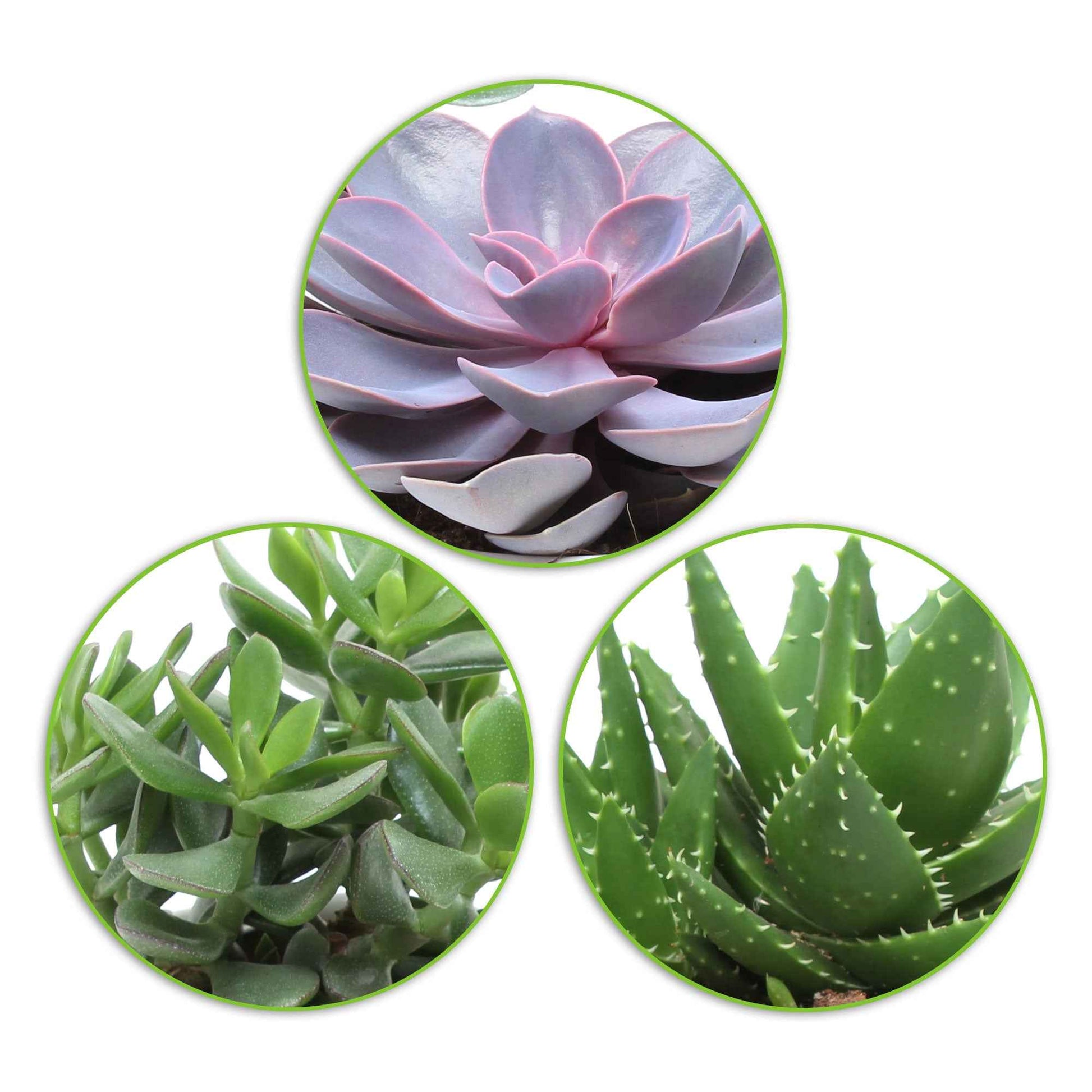 Succulent  Mix - Crassula 'Minova Magic' + 2 Gasterias (x3) - Aloe Perfoliata, Echeveria 'Purple Pearl', Crassula 'Minova Magic' - Op soort