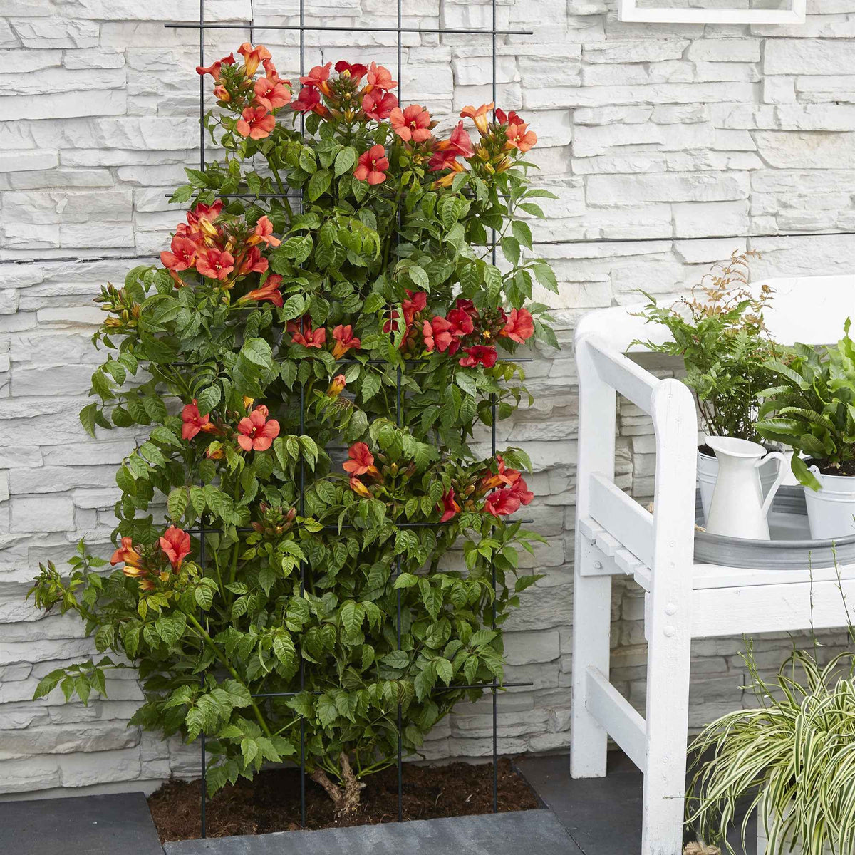 Trompetbloem 'Fire Trumpet' - Bakker