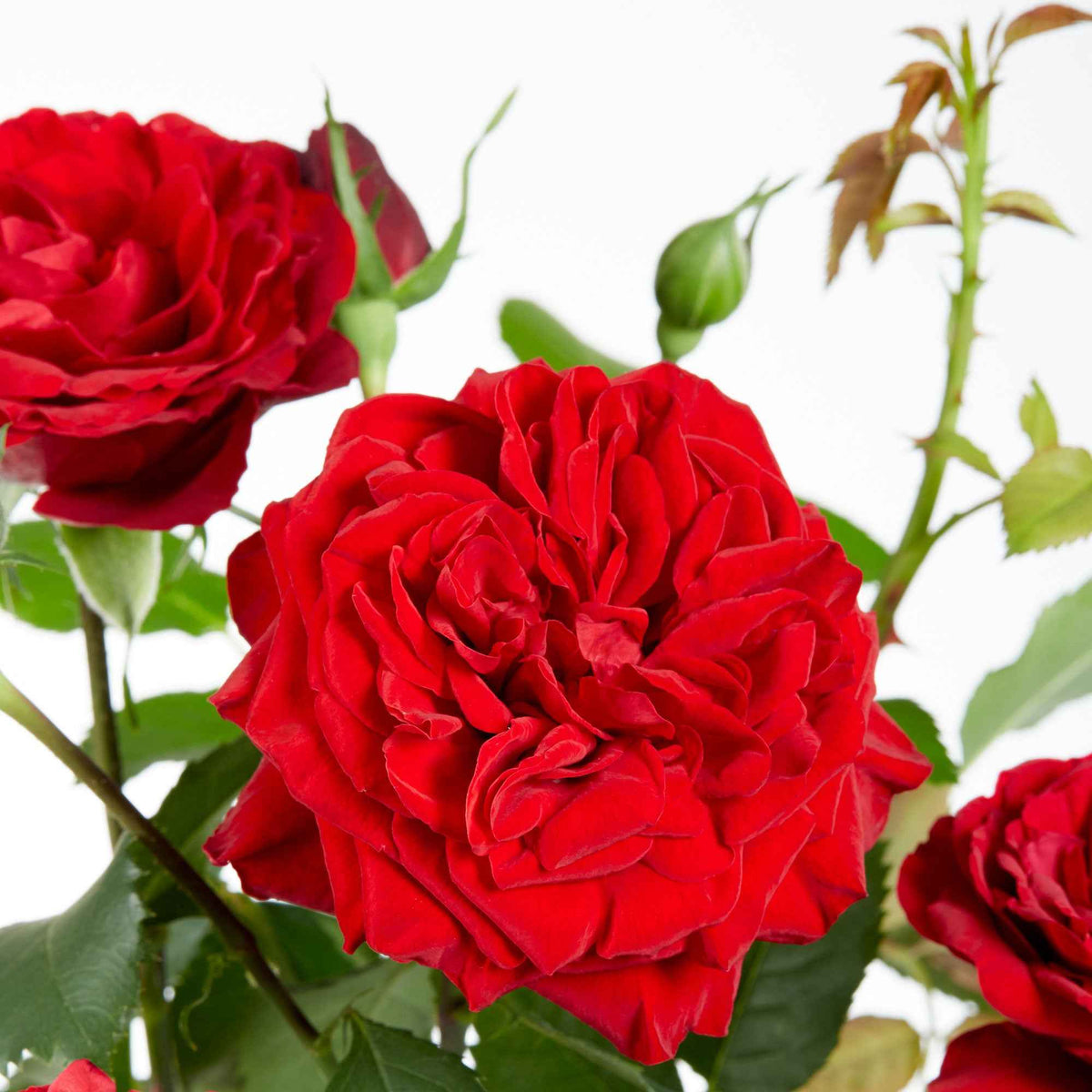 Klimroos Rosa 'Crazy in Love' rood - Rosa hybride 'crazy in love red' - Bakker
