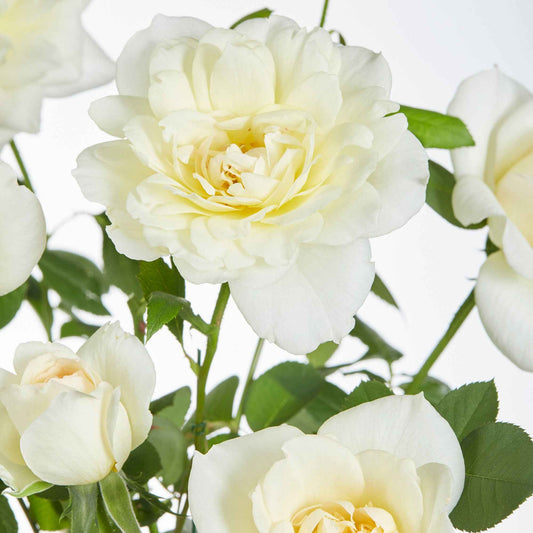 Klimroos Rosa 'Crazy in Love' crème - Rosa hybride 'crazy in love vanilla' - Tuinplanten
