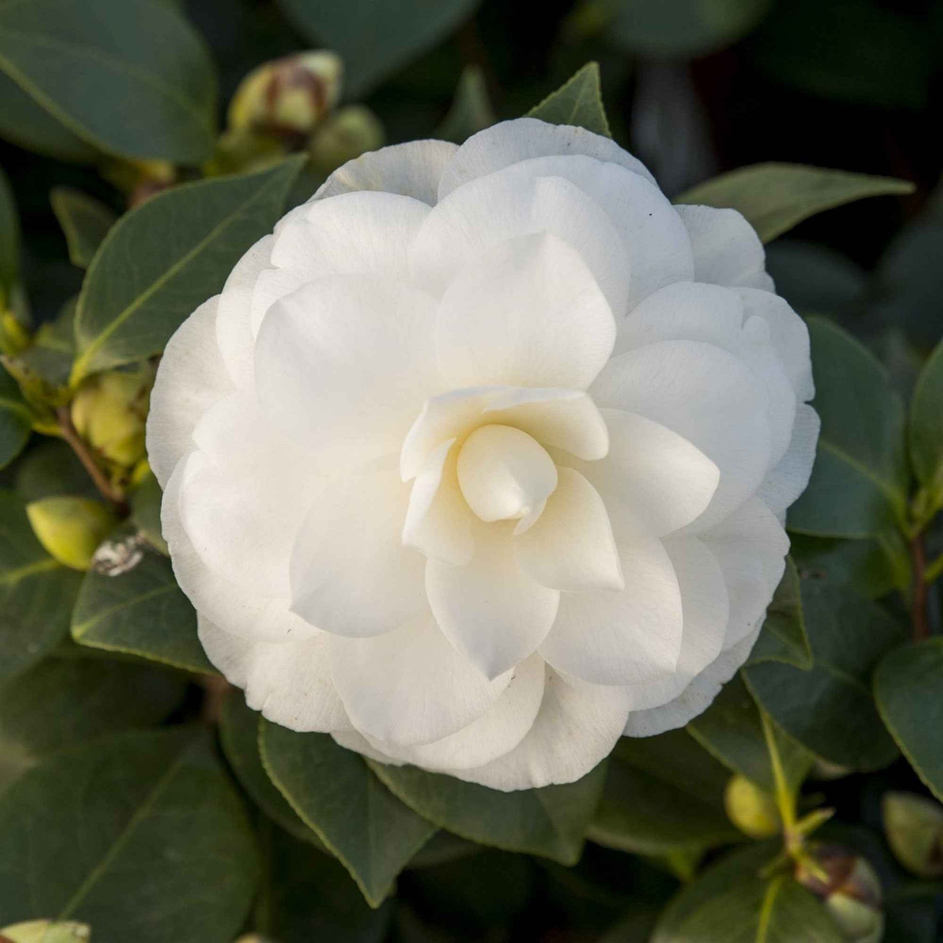 Japanse roos 'Nuccio’s Gem' - Camellia japonica 'nuccio's gem' - Tuinplanten
