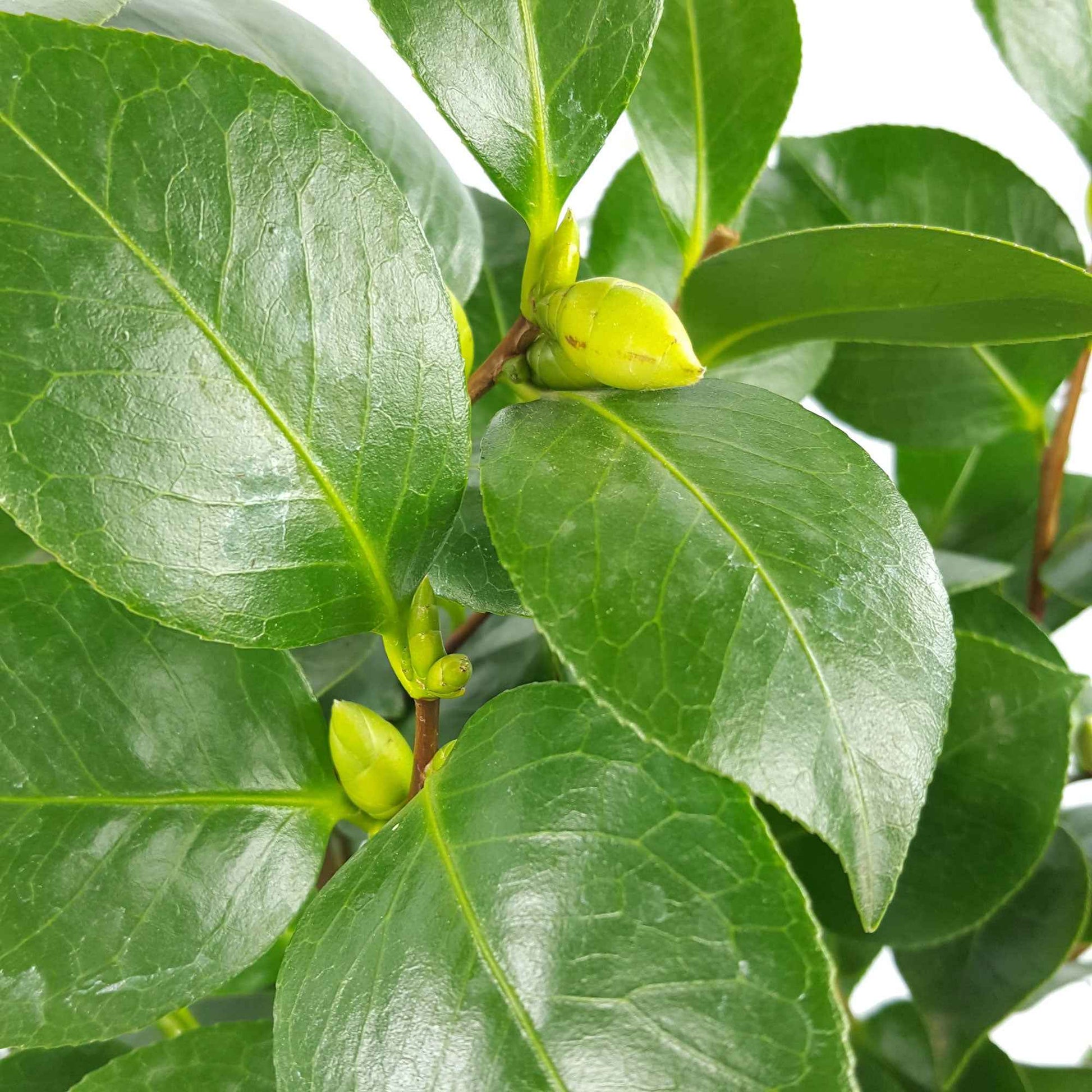 Japanse roos 'Nuccio’s Gem' - Camellia japonica 'nuccio's gem' - Plantsoort