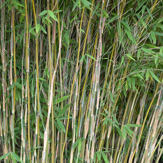 Bamboe 'Volcano' - Fargesia nitida 'volcano' - Tuinplanten