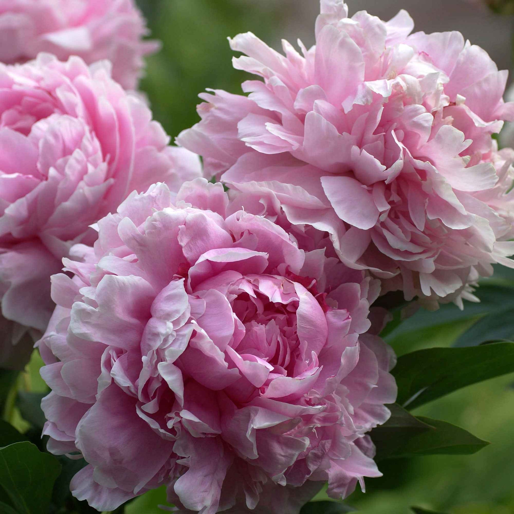 Pioenroos 'Sarah Bernhardt' - Paeonia x lactiflora Sarah Bernhardt - Tuinplanten