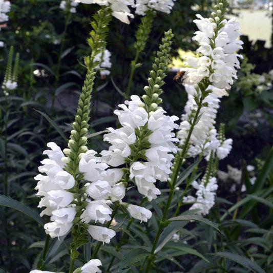 Scharnierplant 'Alba' - Physostegia virginiana 'alba' - Tuinplanten