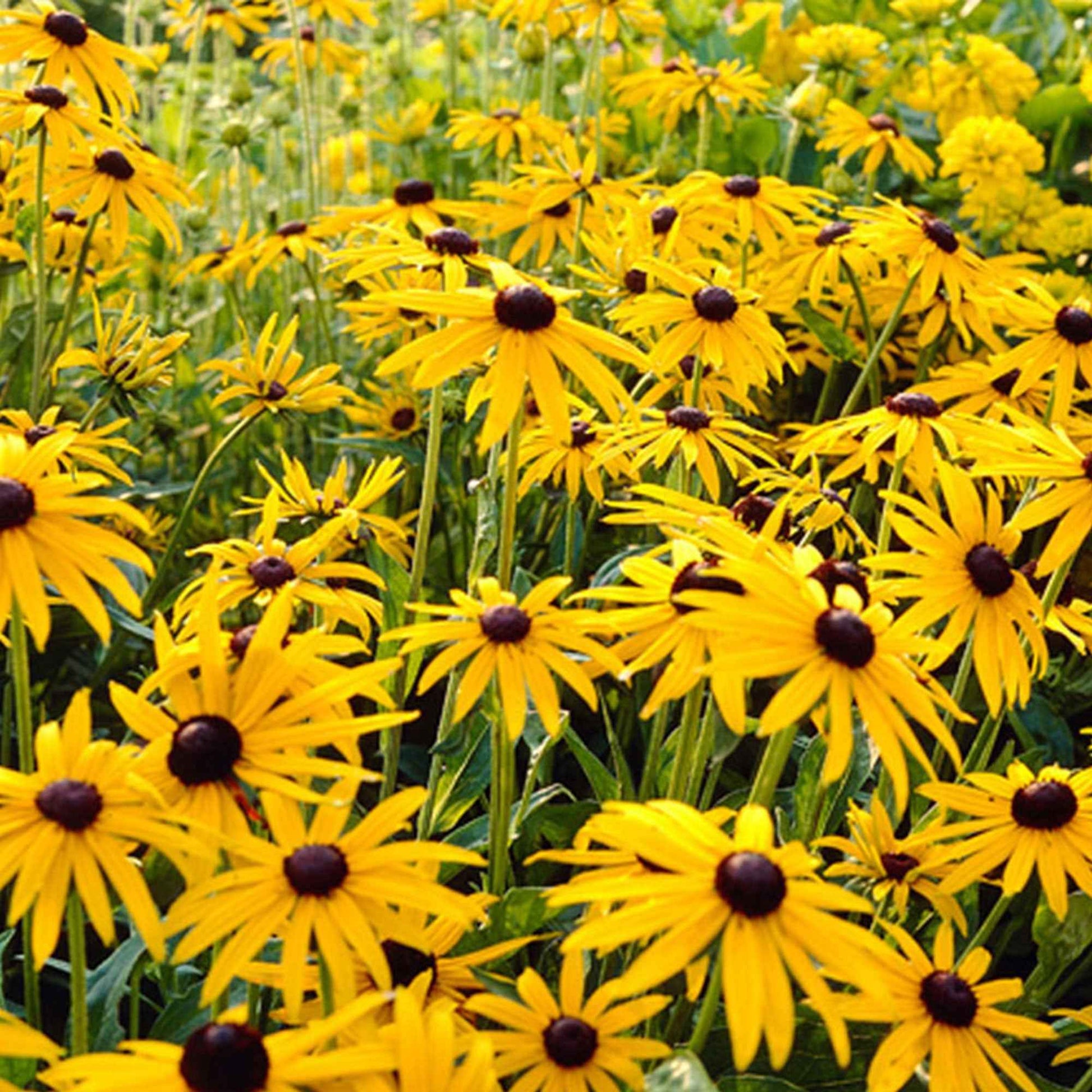 Zonnehoed 'Goldsturm' - Rudbeckia fulgida 'goldsturm' - Tuinplanten