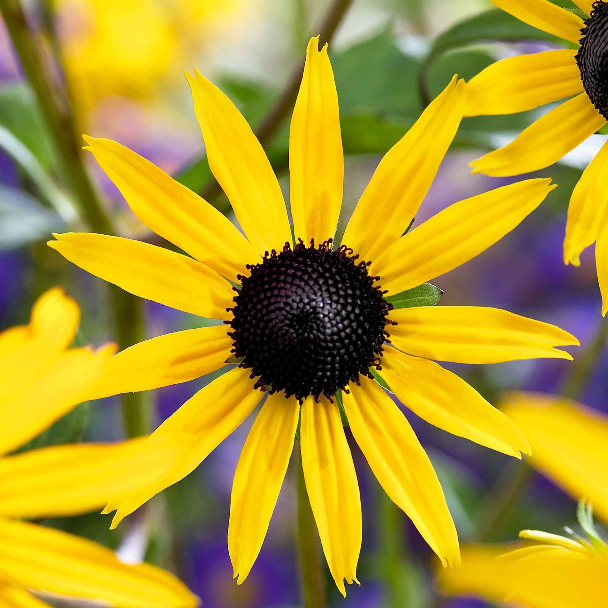 Zonnehoed 'Goldsturm' - Rudbeckia fulgida 'goldsturm' - Heesters en vaste planten