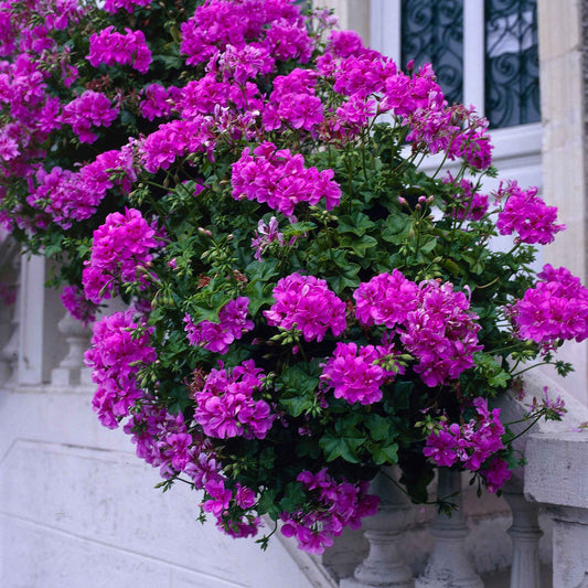 Geranium 'Dark Lilac' (x3) - Bakker