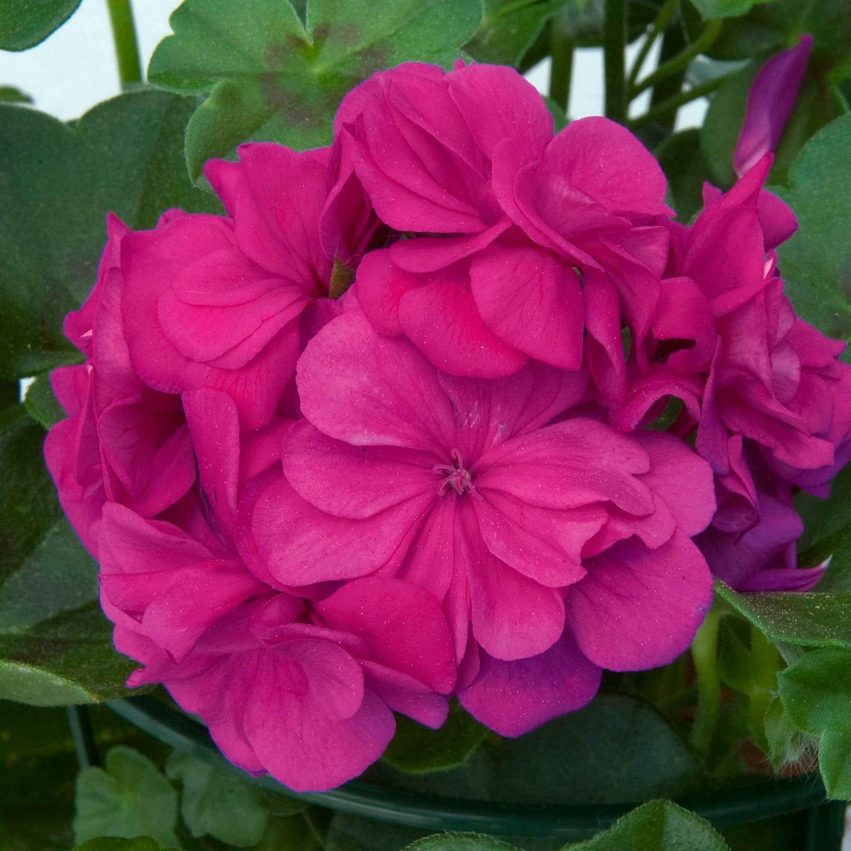 Pelargonium zonale 'dark lilac' - Geranium 'Dark Lilac' (x3) - Geranium - Pelargonium