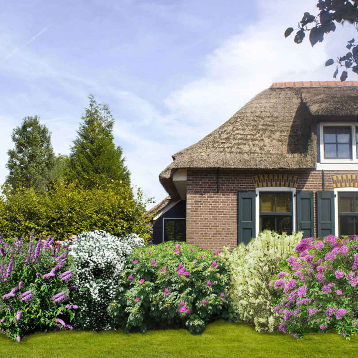 Geurende haag - Mix (x6) - Bakker