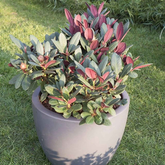 Rhododendron 'Wine & Roses' - Bakker
