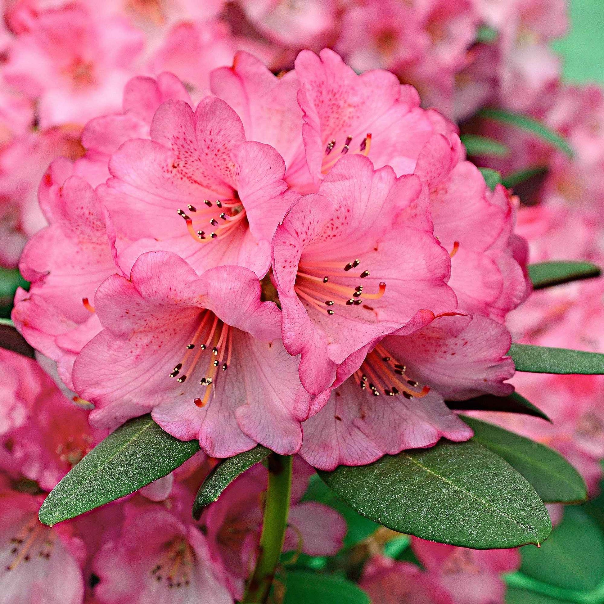 Rhododendron 'Wine & Roses' - Rhododendron  'wine & roses' - Heesters en vaste planten