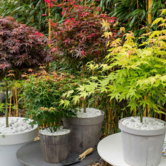 Japanse esdoorn - Mix 'Colorful Leaves' (x4) - Bakker