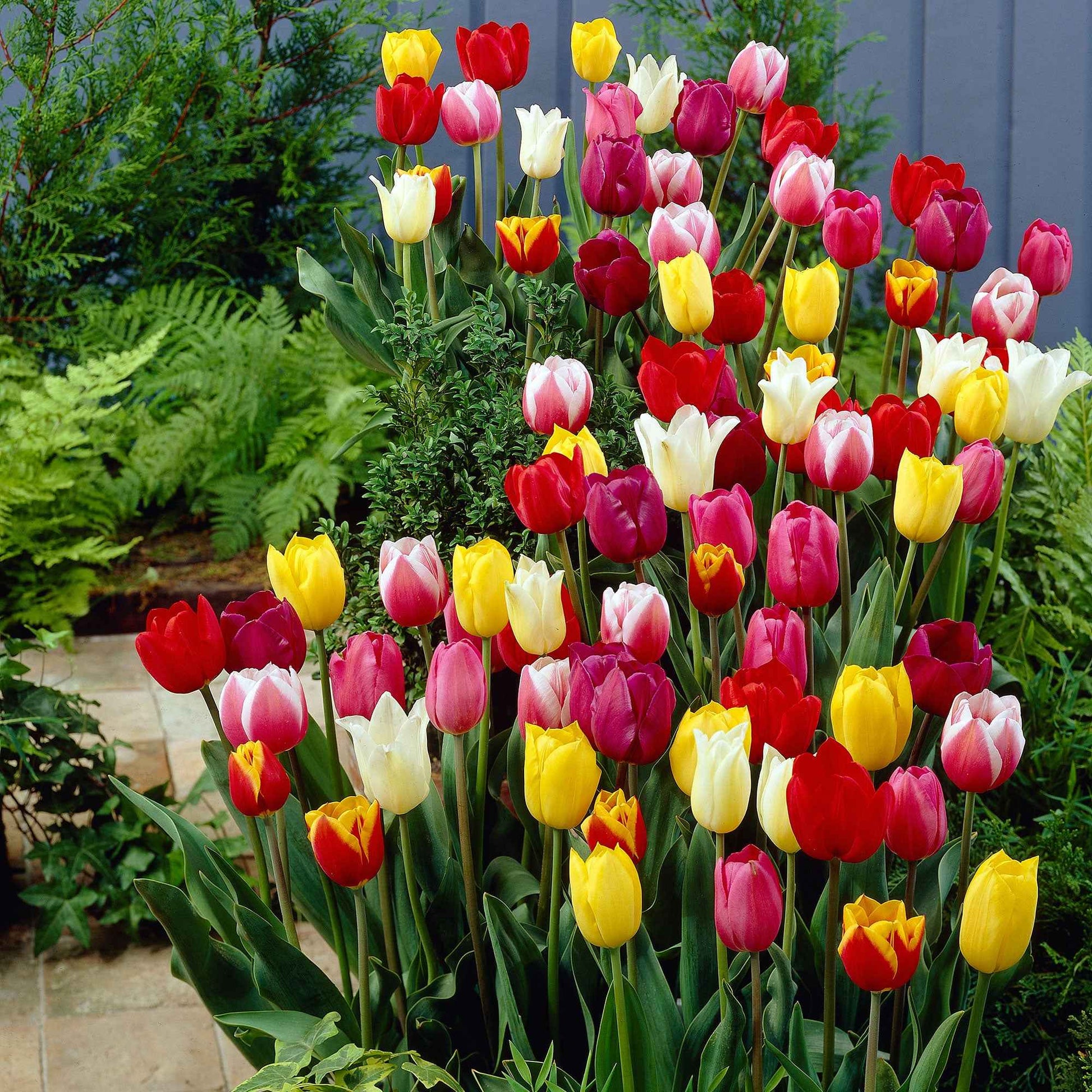 Tulpen - Mix '60 dagen bloemen' (x30) - Tulipa - Bloembollen