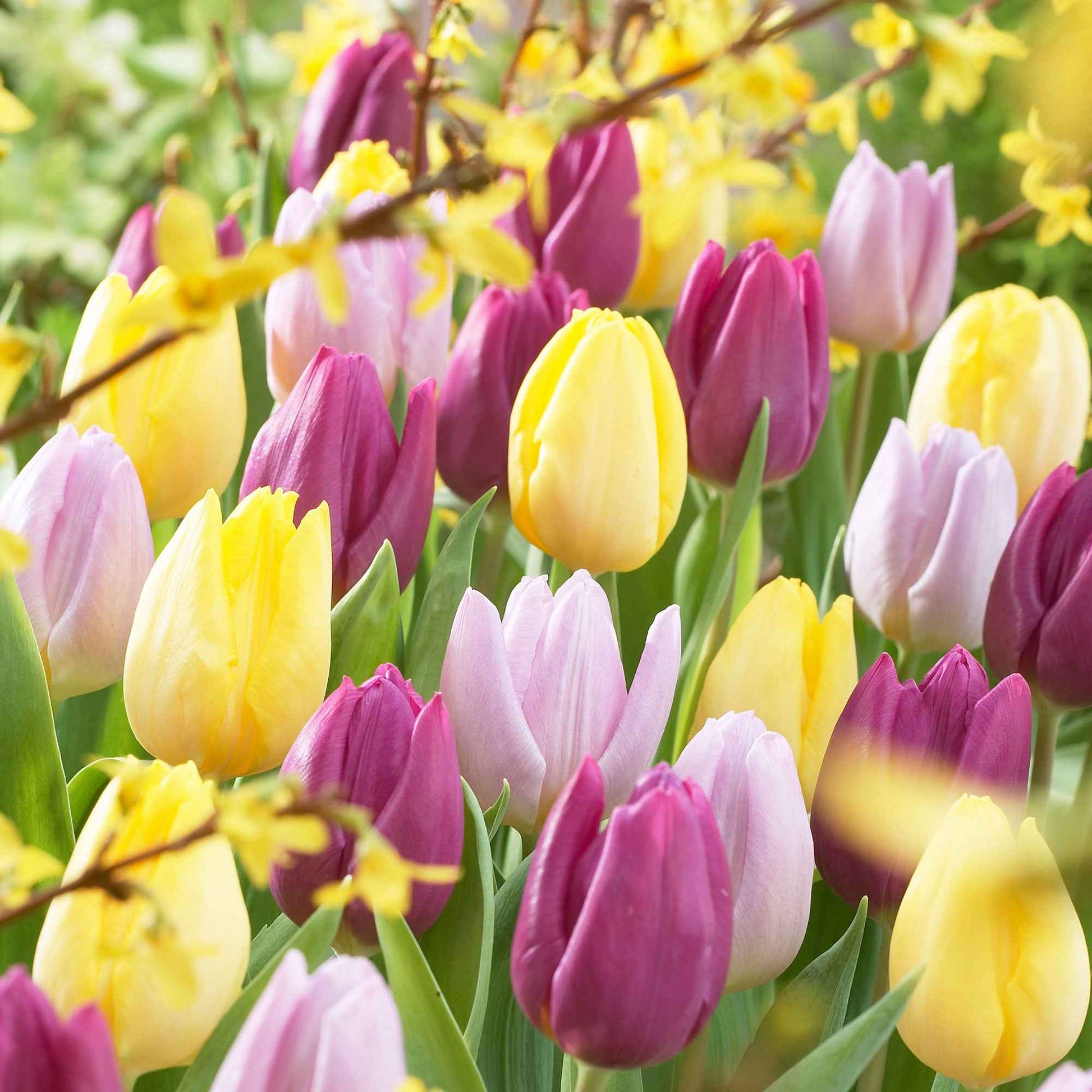 Tulpen - Mix '60 dagen bloemen' (x30) - Tulipa - Tulpen