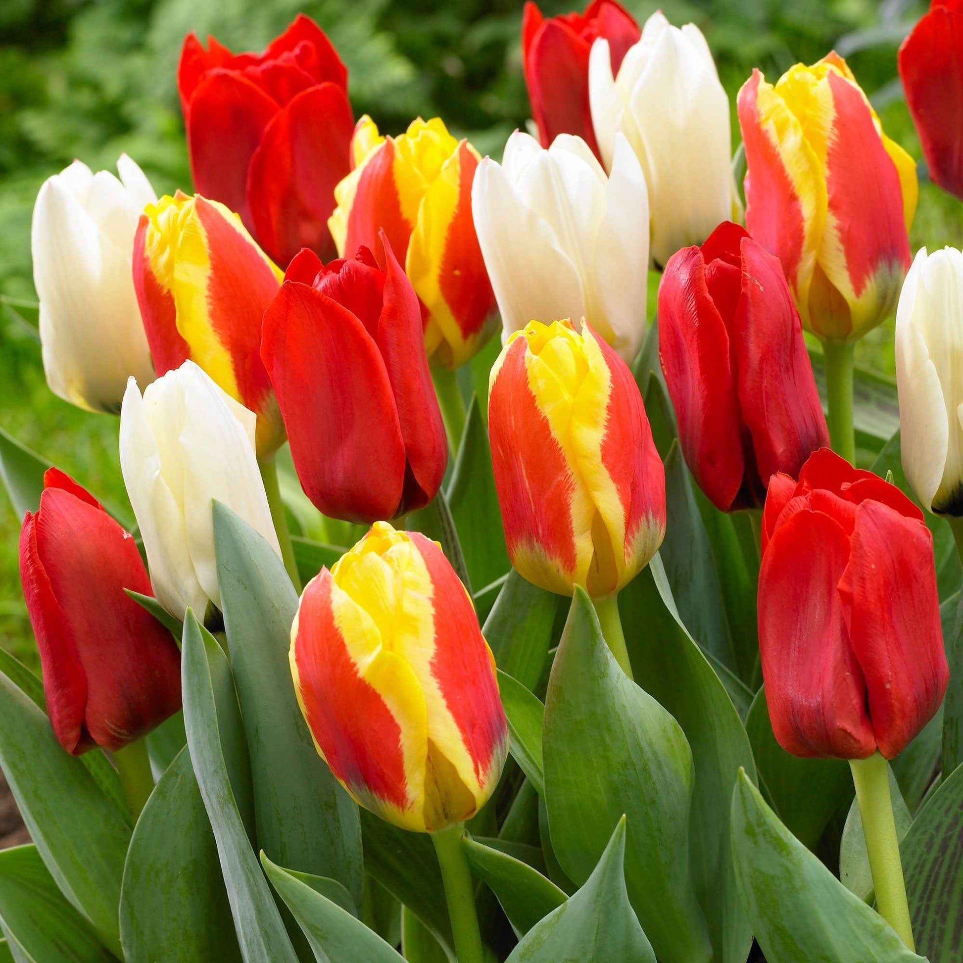 Tulpen - Mix '60 dagen bloemen' (x30) - Tulipa