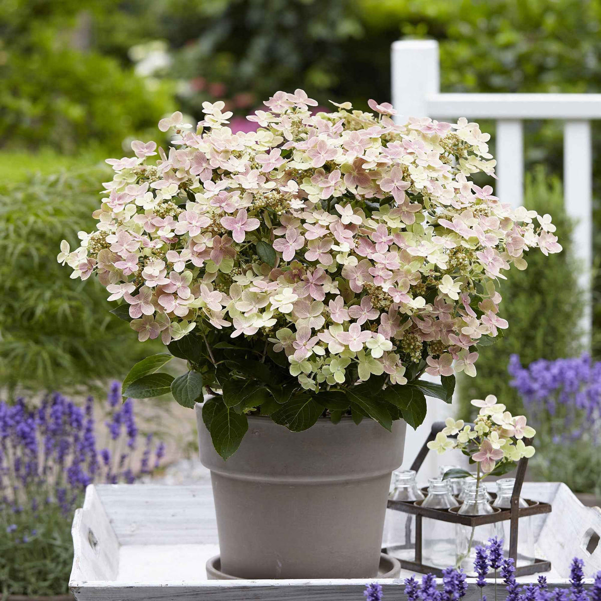 Pluimhortensia Hydrangea paniculata Roze-Wit - Winterhard
