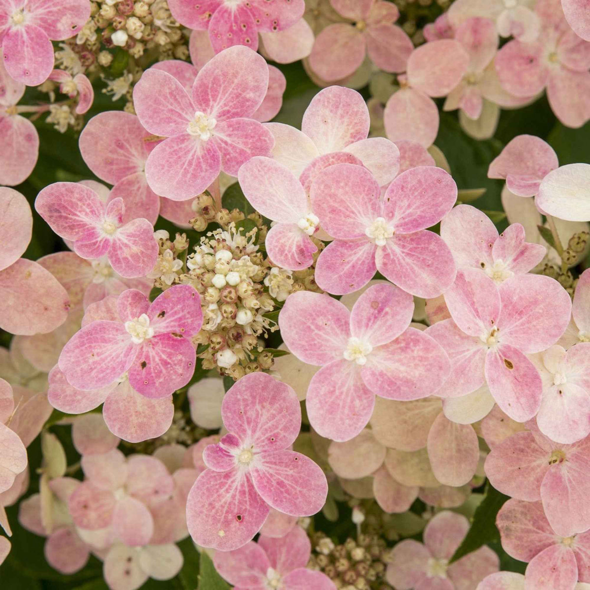 Pluimhortensia 'Switch Ophelia'® - Bakker