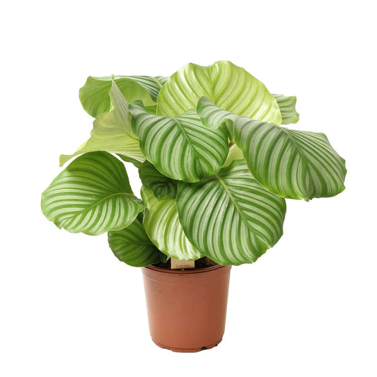 Bidplant Calathea orbifolia - Calathea orbifolia - Kamerplanten