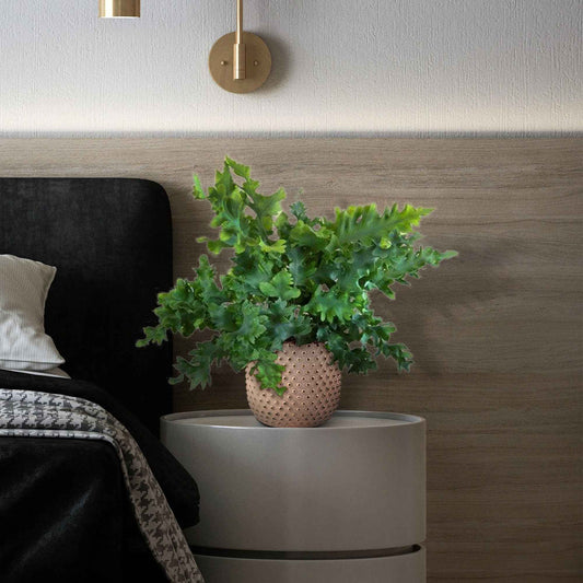 Blauwvaren Phlebodium 'Davana' - Bakker