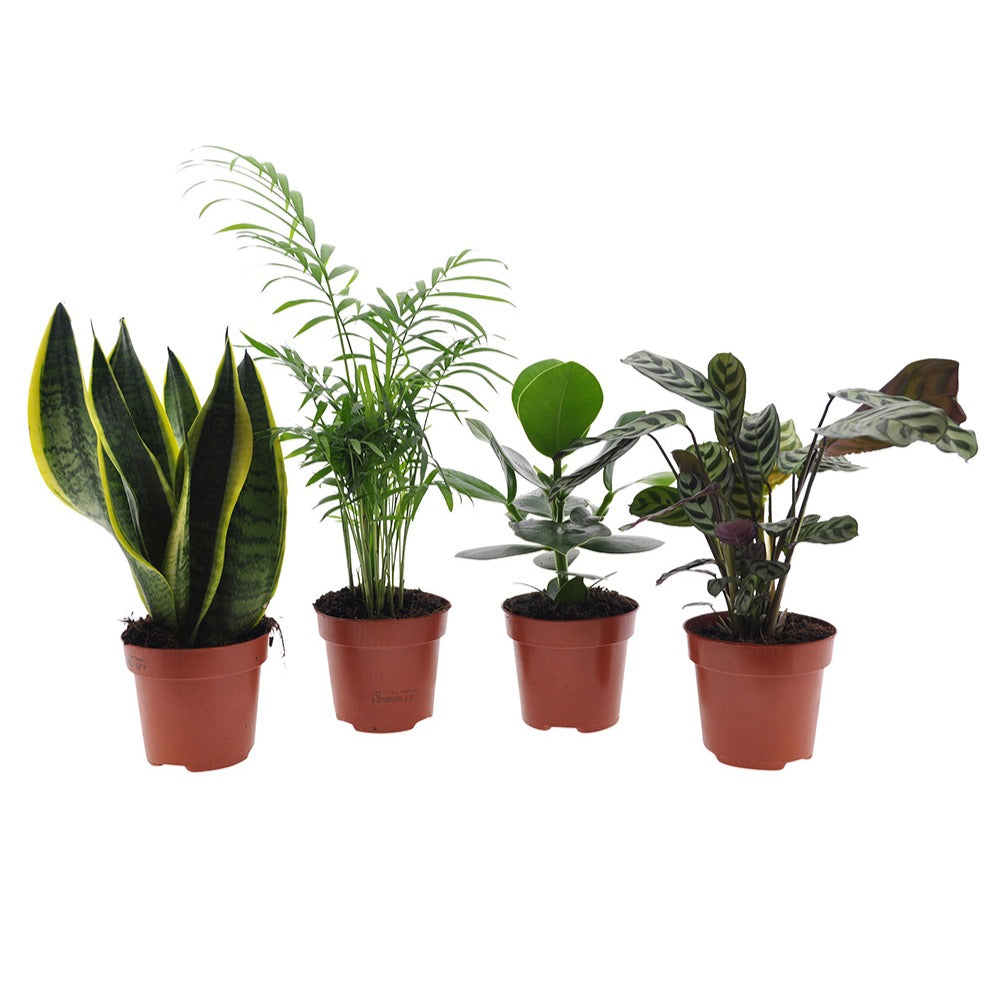Makkelijke kamerplanten Mix (x4) -  clusia, chamaedorea, ctenanthe burle marxii, sansevieria - Bakker