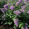 Vlinderstruik 'Gulliver' - Buddleja davidii 'gulliver' - Tuinplanten