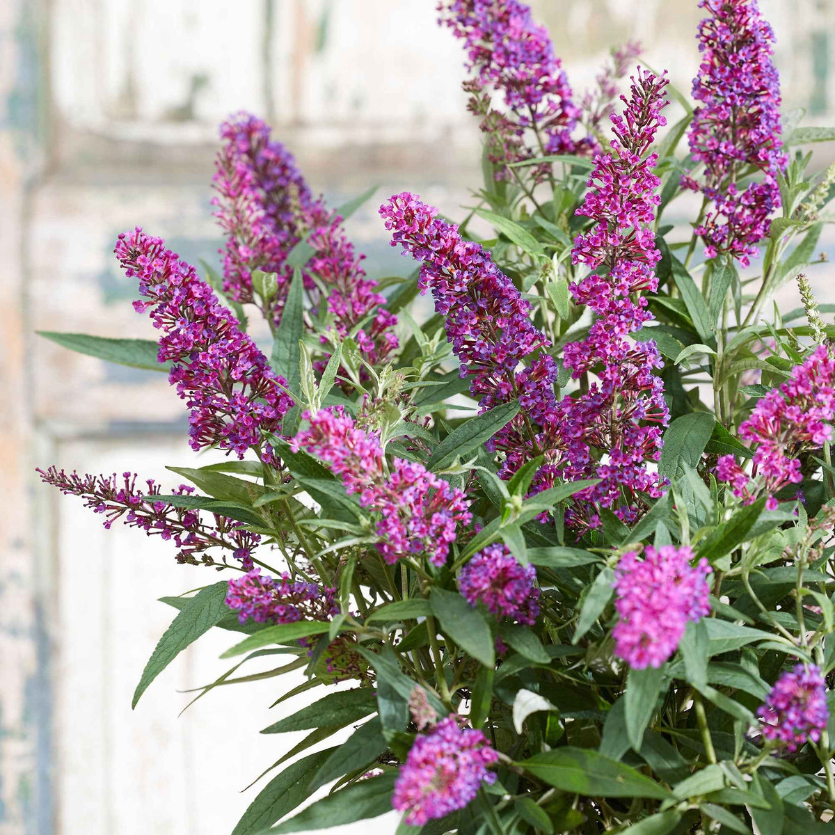 Vlinderstruik 'Butterfly Towers' - Bakker