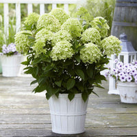 Pluimhortensia 'Whitelight' - Hydrangea paniculata 'whitelight' - Tuinplanten