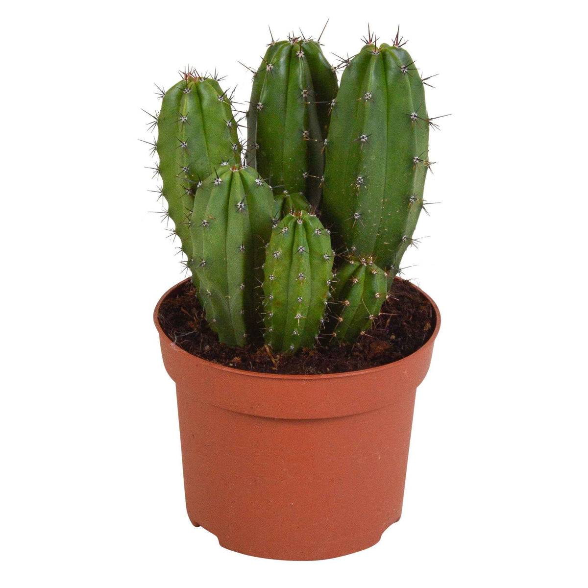 Zuilcactus Polaskia chichipe - Polaskia chichipe - Bakker