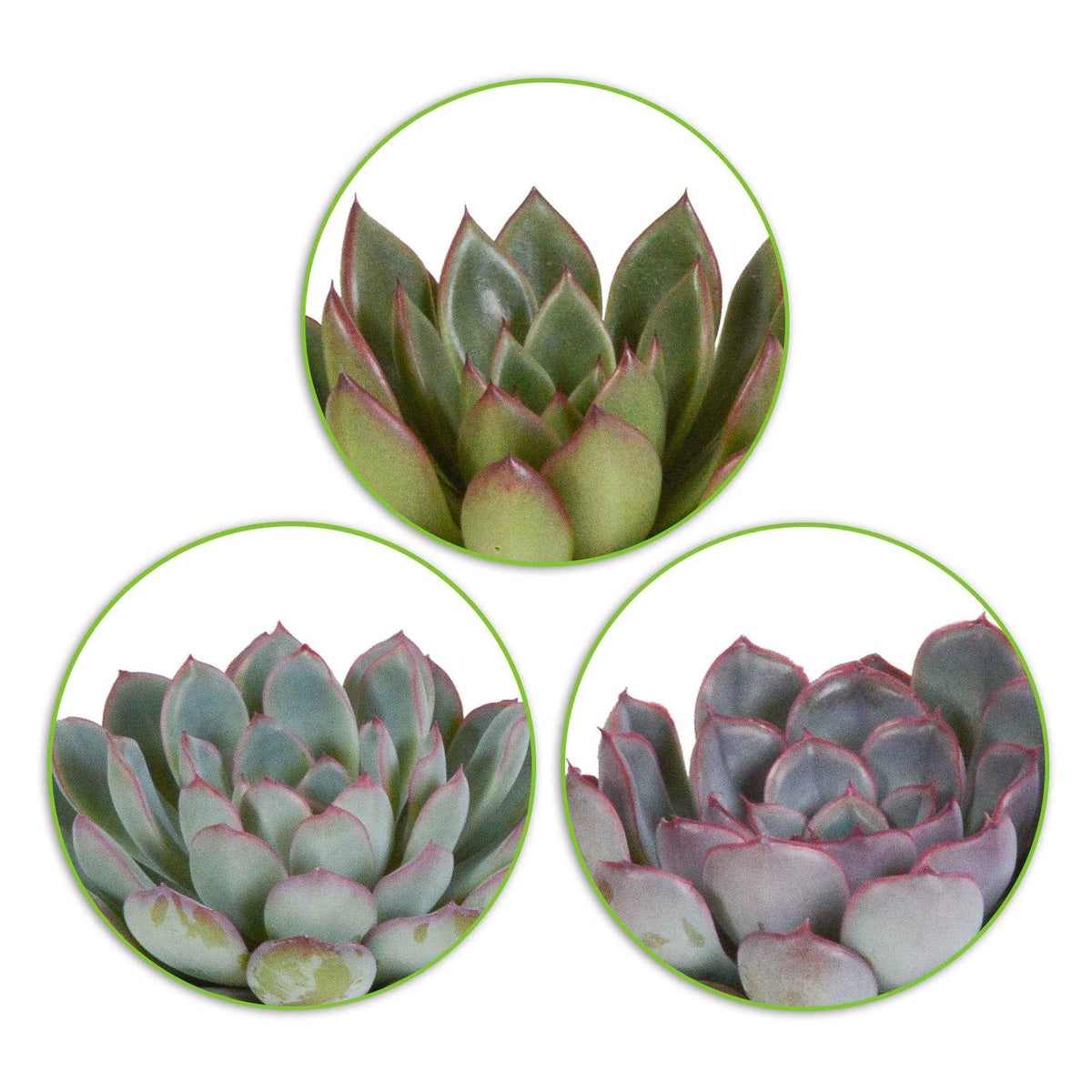 Succulent Echeveria Mix (x3) -  echeveria 'apus' ,'mira' & 'hercules' - Bakker