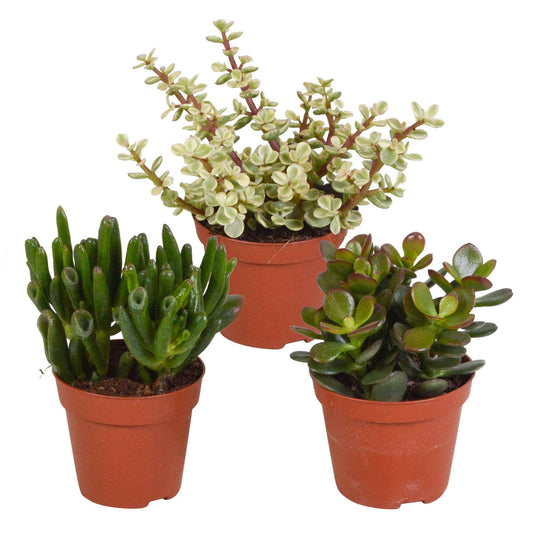 Succulent Crassula Mix (x3) - Crassula 'Gollum', 'Afra', 'Minor' - Kamerplanten