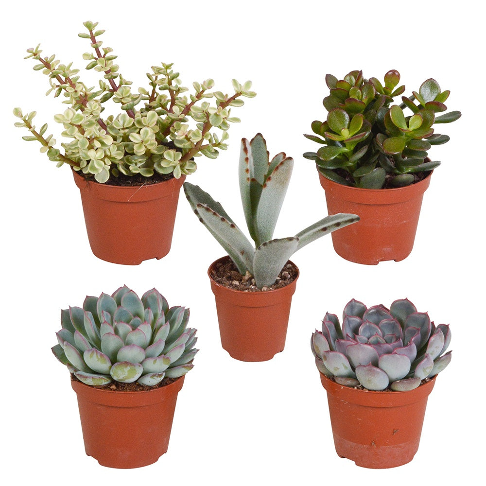 Succulent Mix - Crassula , 2 Echeveria , Portulacaria Afra, Kalanchoe Tomentosa