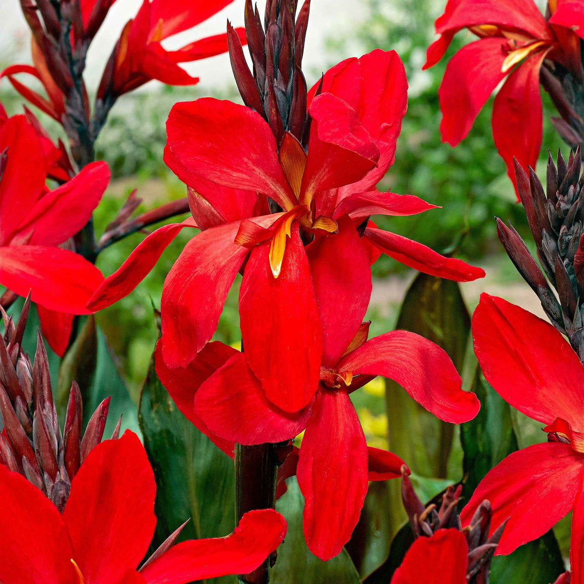 Indisch bloemriet 'Red Futurity' (x2) - Canna 'red futurity' - Bakker