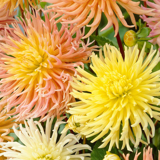 Dahlia - Mix 'Star' (x5) - Bakker