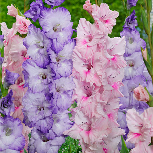 Gladiool 'Sweet Pastel Beauty' (x2) - Gladiolus 'sweet pastel beauty' - Bloembollen