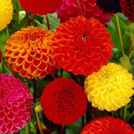 Dahlia - Mix 'Ball' - Bio (x5) - Bakker