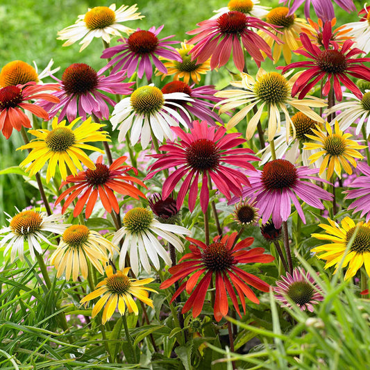 Zonnehoed + Rudbeckia - Mix (x10) - Echinacea purpurea, rudbeckia 'goldsturm' - Tuinplanten